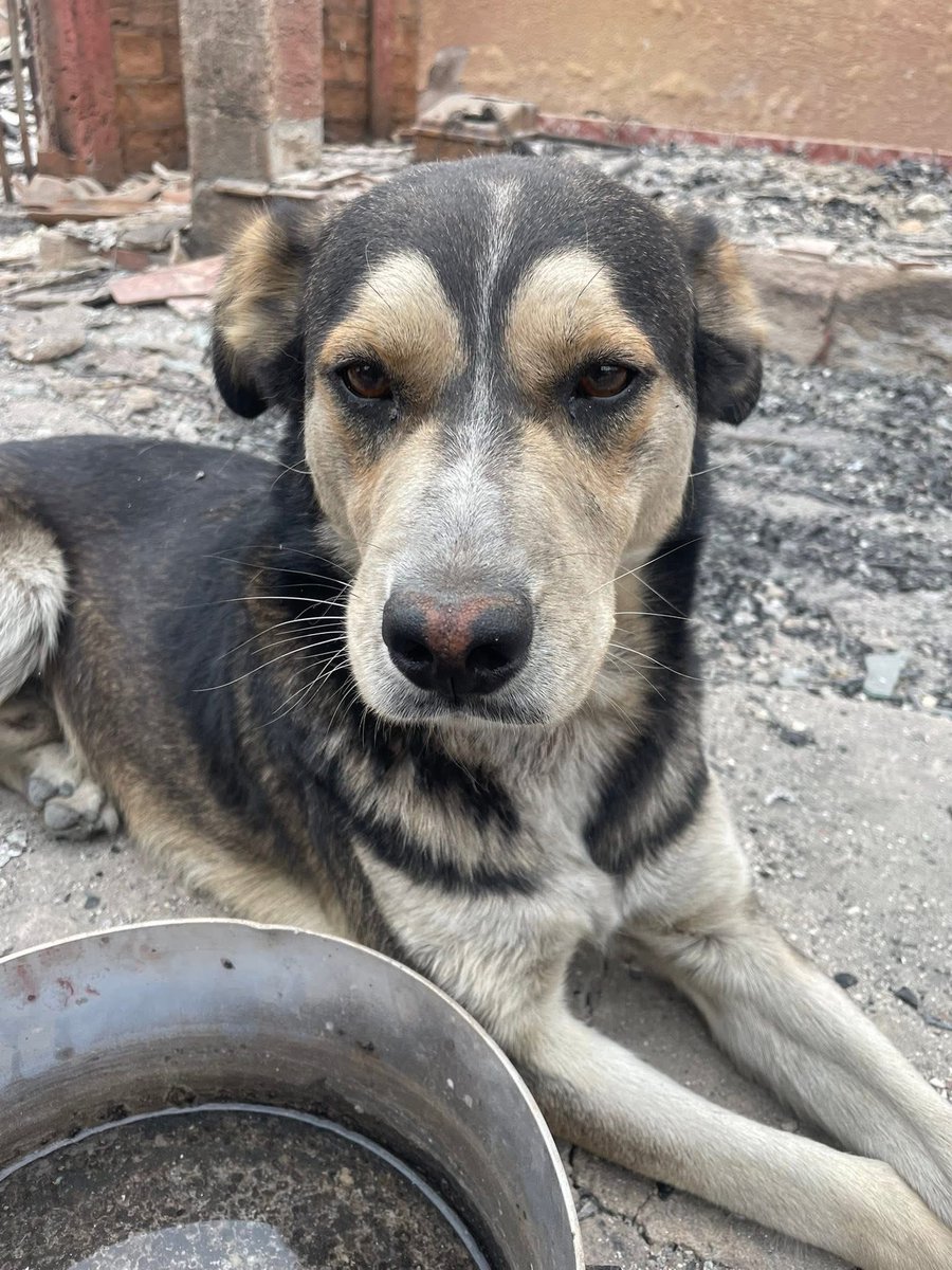 _ferna_isi's tweet photo. Buscan hogar definitivo juntos, estos perritos lamentablemente no pueden seguir en ese lugar, nadie se preocupa de ellos y los rescataron. Por favor difundir 🙏🏻 #Incendio #Lirquen #Concepcion #PuntaParra #Penco #Chile más información https://t.co/ZTXvIYYz84 https://t.co/twMugFQVtb