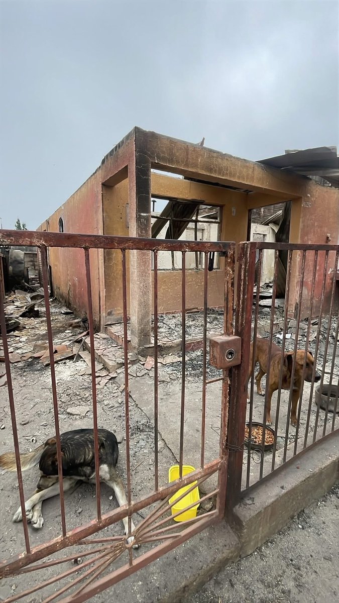 _ferna_isi's tweet photo. Buscan hogar definitivo juntos, estos perritos lamentablemente no pueden seguir en ese lugar, nadie se preocupa de ellos y los rescataron. Por favor difundir 🙏🏻 #Incendio #Lirquen #Concepcion #PuntaParra #Penco #Chile más información https://t.co/ZTXvIYYz84 https://t.co/twMugFQVtb
