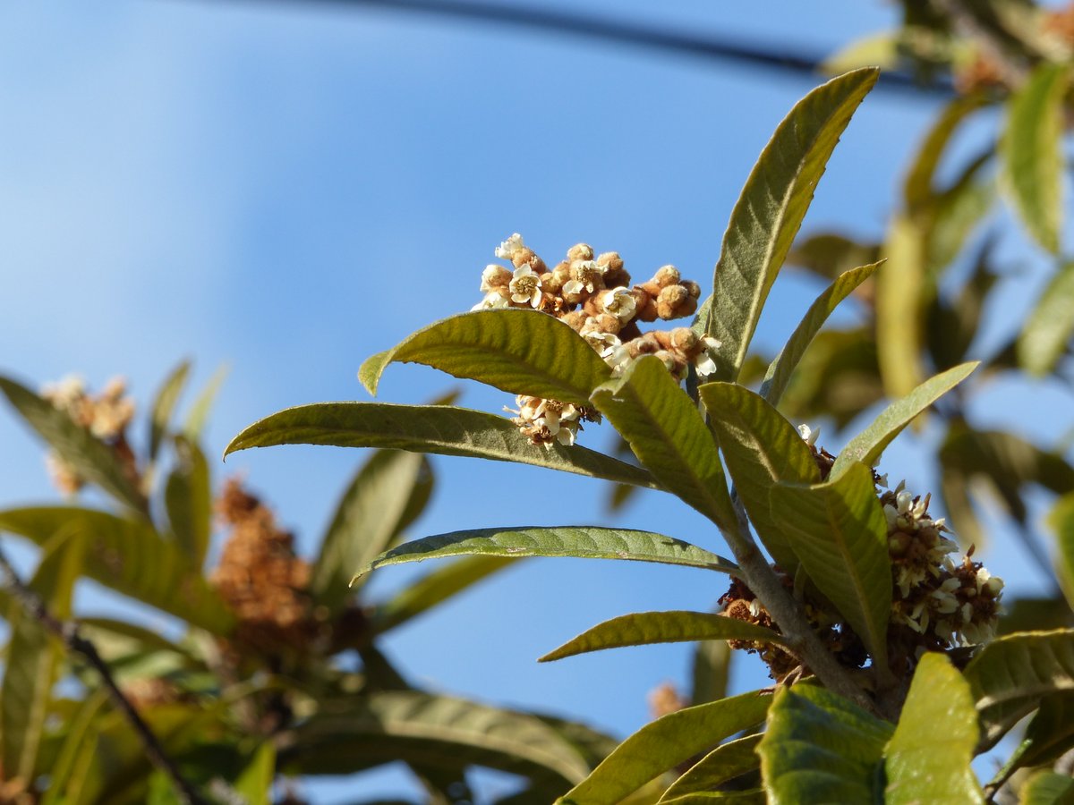 晴れつつも雪がチラつき冷たい風が吹き抜ける白石城です
本丸広場の梅もつぼみが膨らんできました