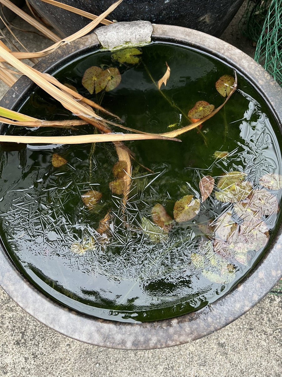おはようございます😃寒いですねぇ。メダカの鉢に氷が張りました。大寒ですもんね。本日もよろしくお願いいたします🙇