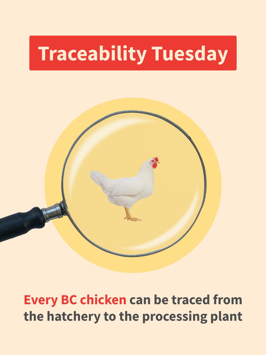 Whether you start with the chicken or the egg, every BC chicken can be traced from the hatchery to the processing plant!

See the step-by-step process here 👉 chicken.ca/from-farm-to-t…

#farmtotable #chicken #BC