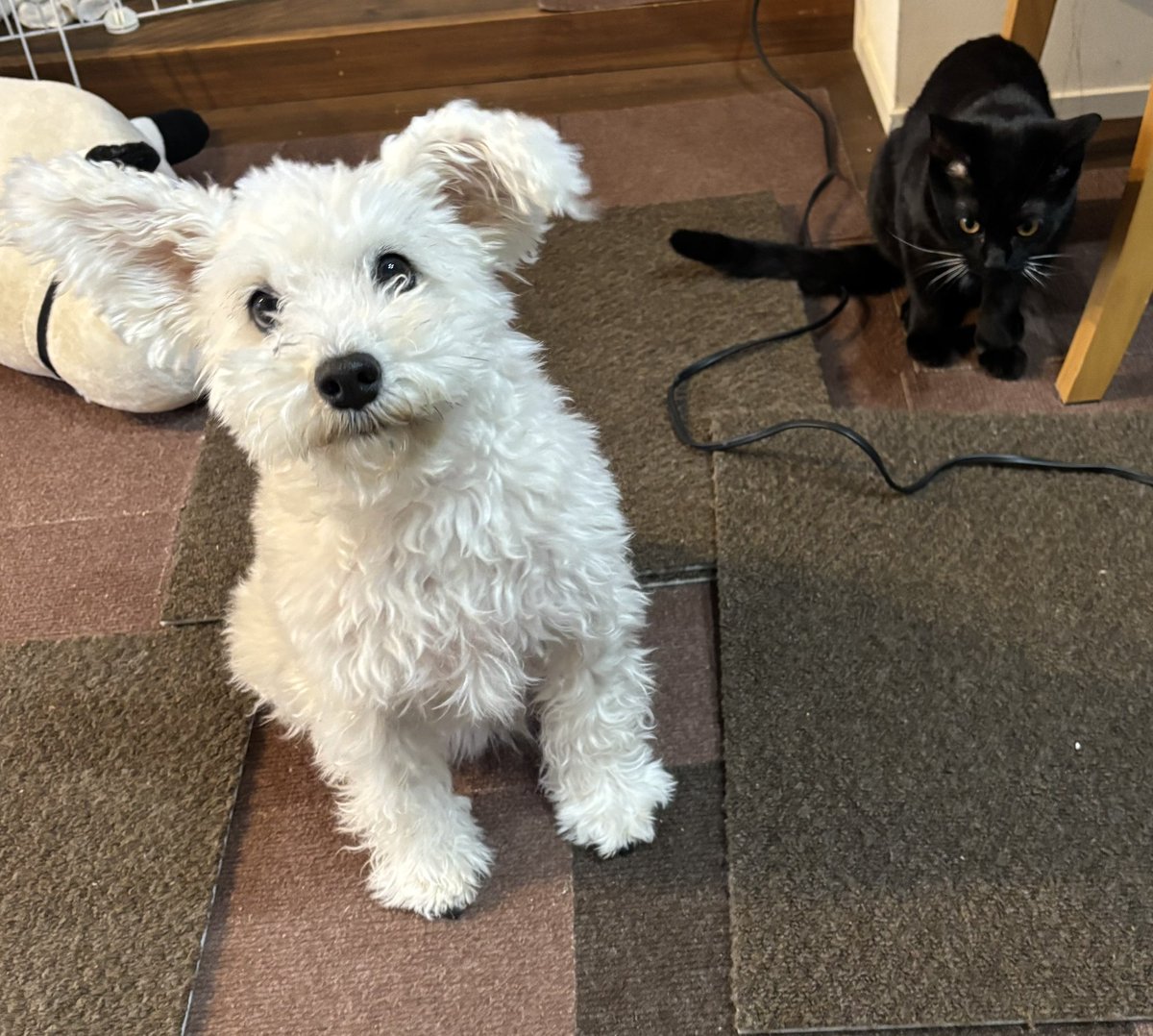 YUK! (@yukiikuy) / Posts / X