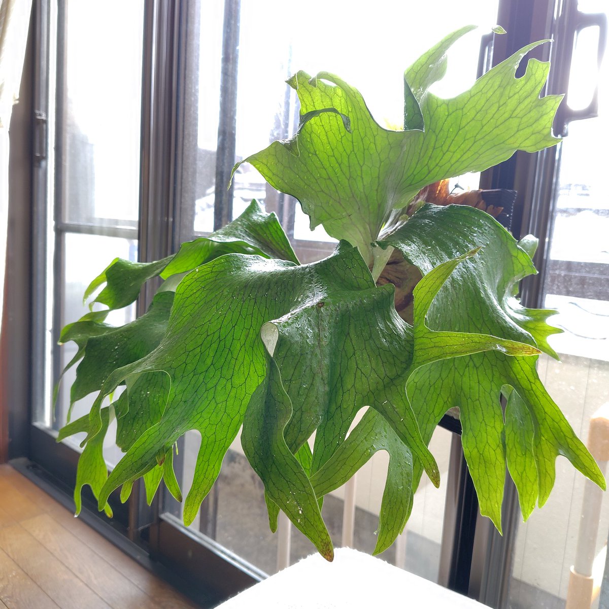 Platycerium hillii'Kylin'＆'Rimklong' MIX sporing02
風呂上がり
#platycerium
#ビカクシダ
#ヒリー狂会