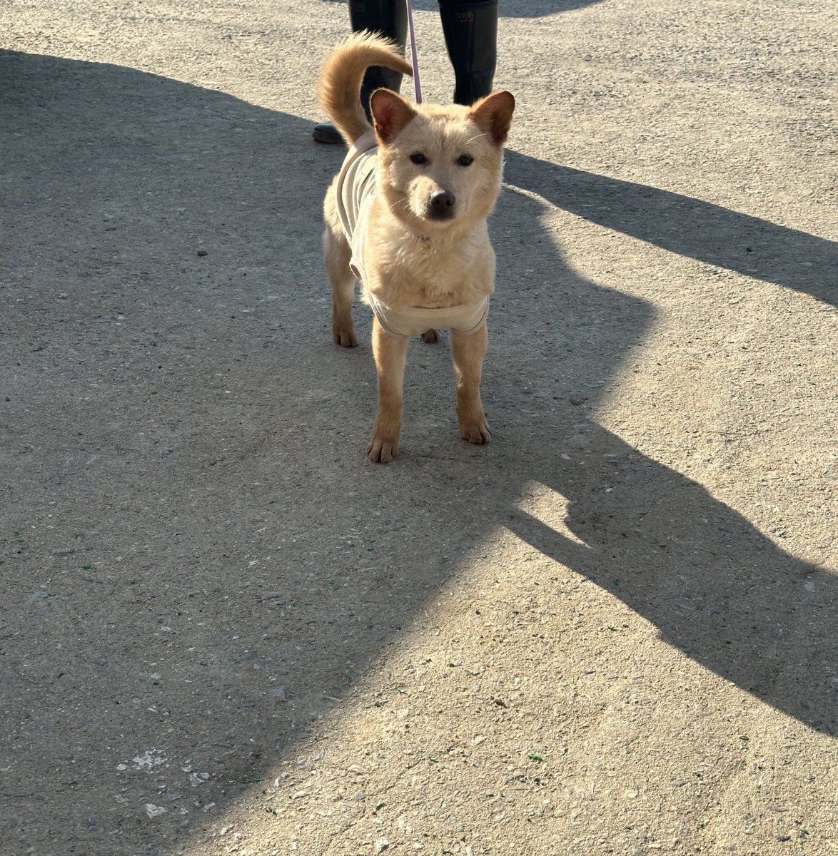 hanam_shelter's tweet image. 죽을듯이 소리 지르던 절미, 이젠 사람을 정말 좋아해요
보호소 철창에서 만져달라고 비벼요
산책은 아직 조금 무섭지만 막상 나가면 너무 신기하구요… 수제비귀에서 쫑긋귀 된 게 너무 예쁘죠 ㅠㅠ
하지만 작년8월부터 단순문의도 없는 게 현실입니다 

9-10개월령 절미의 평생가족 찾습니다.