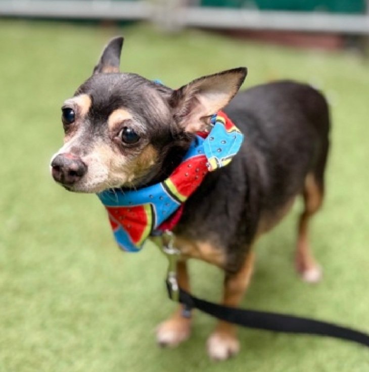 nyc_lilpaws2025's tweet image. Meet Beans 245695
He is 7 yrs old, weighs 12.2 lbs
Slow adjusting to new environments,  needs to go at his pace
Has been at #NYCACC 6 days
Adopt Beans!
nycacc.app/browse/245695
#Pledge4Rescue #foster #adopt