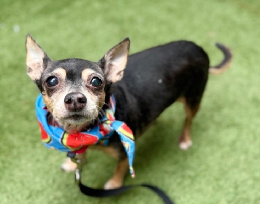 nyc_lilpaws2025's tweet image. Meet Beans 245695
He is 7 yrs old, weighs 12.2 lbs
Slow adjusting to new environments,  needs to go at his pace
Has been at #NYCACC 6 days
Adopt Beans!
nycacc.app/browse/245695
#Pledge4Rescue #foster #adopt