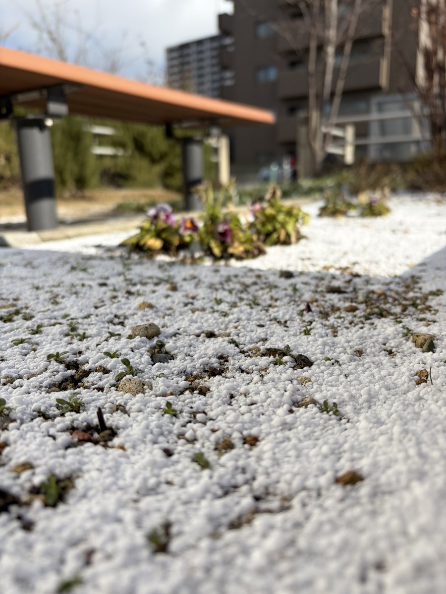 キーンとした空氣感の朝

寒いんだけど
すき