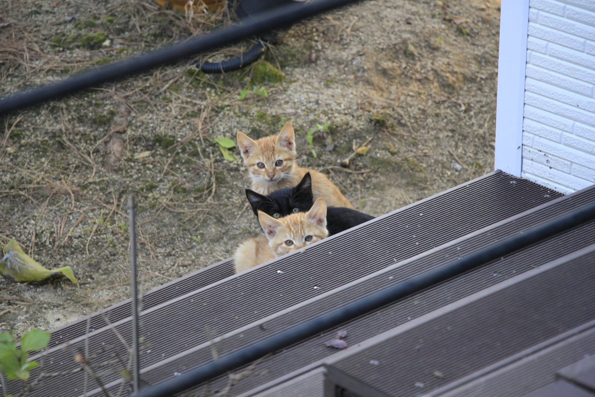 Str_berry_misu's tweet image. #리듬게임_트친소 #VRChat_트친소

트친분들 인알 감사합니다
브챗도 하고 리듬겜도 하는 성인 남성 김닦개입니다
취미로 사진도 찍고있습니다 
선팔 흔적 뭐든지 남겨주시면 쇼콜라 들고 찾아갑니다