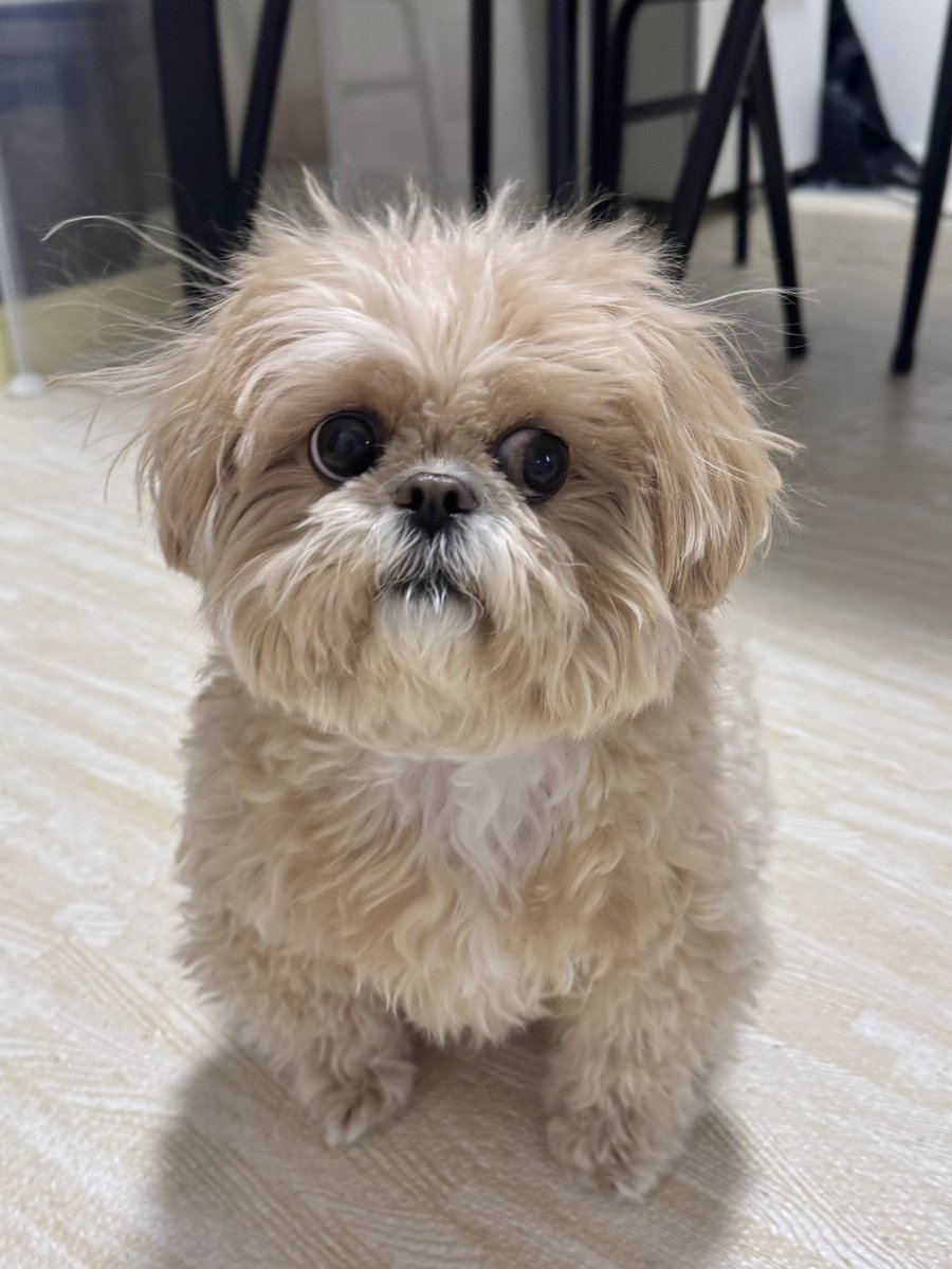 inu_keanu08's tweet photo. ふーん... https://t.co/wgwvyAXq14