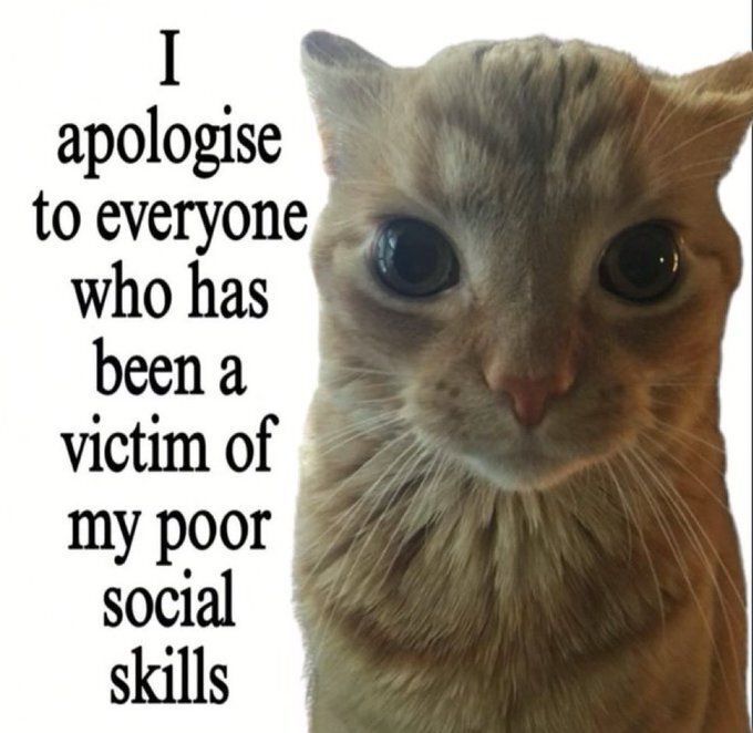 Cat TikToks (@cattiktoks) on Twitter photo 