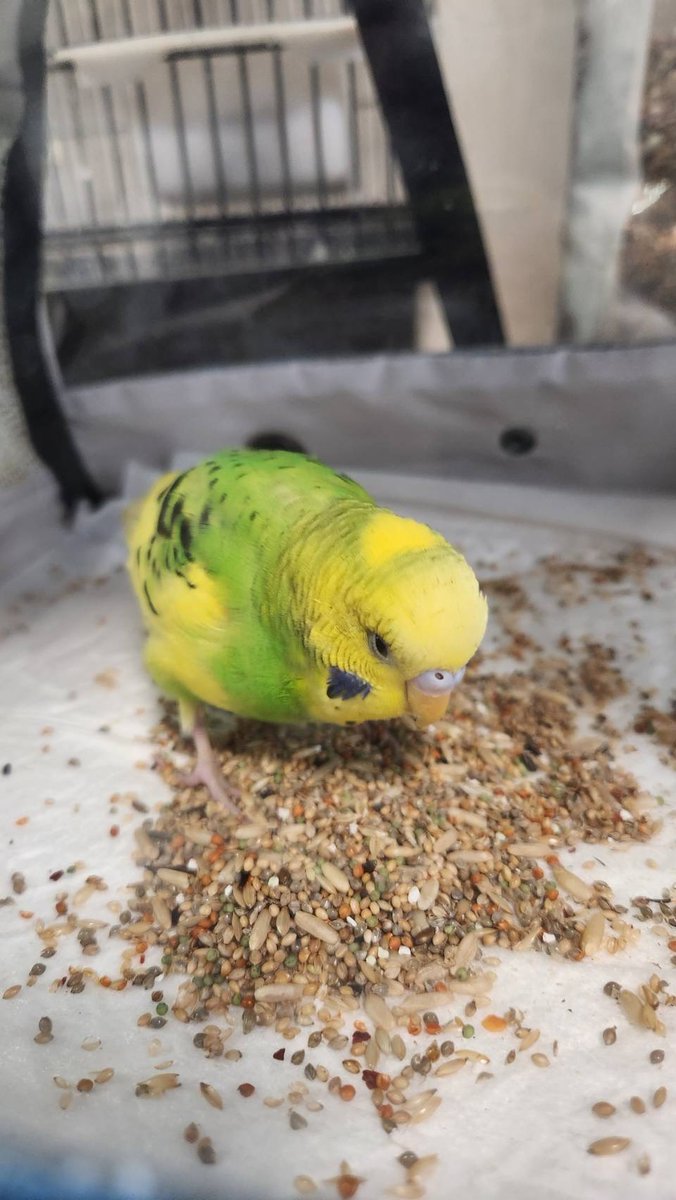 剣道の話では無いのですが…😅
座間市ひばりが丘三丁目付近にて迷子のインコちゃんを保護しております。
セキセイインコちゃん、寒い中頑張りました。
御心あたりのある方はご連絡下さい_(._.)_
#迷子 #セキセイインコ #座間市 #迷い鳥 #保護 #飼い主さんへ届け