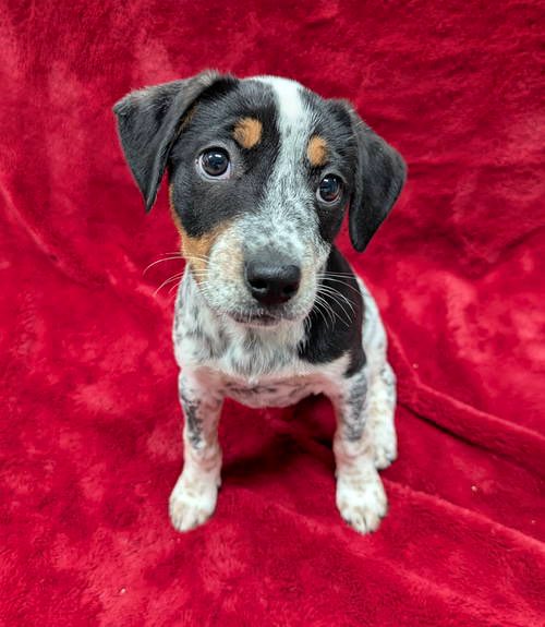 TNProverbs1210's tweet image. Alma and her little fam came to us from a rural county with no shelter. She is absolutely adorable, eager to please, and so ready to be loved for the rest of her life. 

proverbs1210rescue.org/animals/detail…