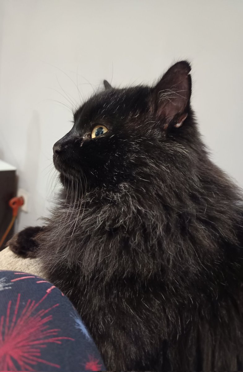 _jessy_garciia_'s tweet image. 🚨 SE HA PERDIDO 🚨
Nombre: Zeus
Descripción: Tiene una pequeña raja en una de sus orejas.
Última zona vista: Moratalaz, El Ruedo
También podría estar cerca del Polideportivo de La Elipa.
Por favor, si lo ves o lo tienes, contáctame.
Es muy importante para mí 🙏