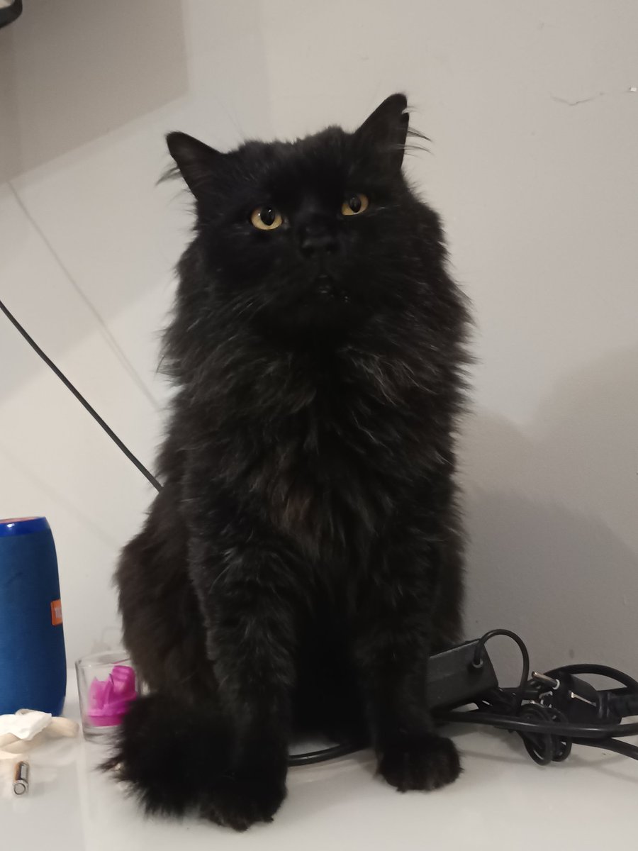 _jessy_garciia_'s tweet image. 🚨 SE HA PERDIDO 🚨
Nombre: Zeus
Descripción: Tiene una pequeña raja en una de sus orejas.
Última zona vista: Moratalaz, El Ruedo
También podría estar cerca del Polideportivo de La Elipa.
Por favor, si lo ves o lo tienes, contáctame.
Es muy importante para mí 🙏