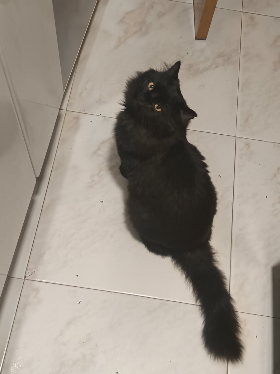 _jessy_garciia_'s tweet image. 🚨 SE HA PERDIDO 🚨
Nombre: Zeus
Descripción: Tiene una pequeña raja en una de sus orejas.
Última zona vista: Moratalaz, El Ruedo
También podría estar cerca del Polideportivo de La Elipa.
Por favor, si lo ves o lo tienes, contáctame.
Es muy importante para mí 🙏