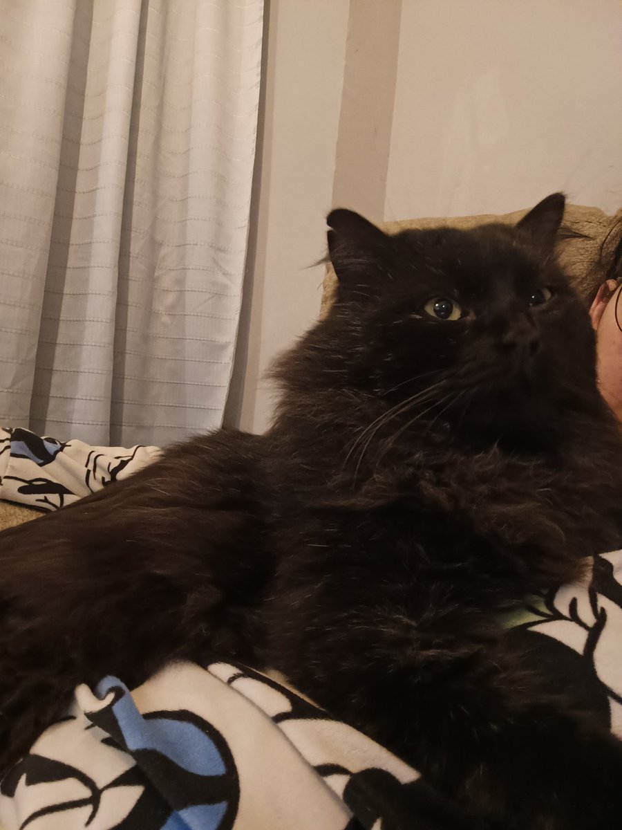 _jessy_garciia_'s tweet image. 🚨 SE HA PERDIDO 🚨
Nombre: Zeus
Descripción: Tiene una pequeña raja en una de sus orejas.
Última zona vista: Moratalaz, El Ruedo
También podría estar cerca del Polideportivo de La Elipa.
Por favor, si lo ves o lo tienes, contáctame.
Es muy importante para mí 🙏