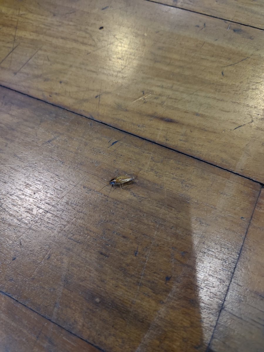 Gym bro roach