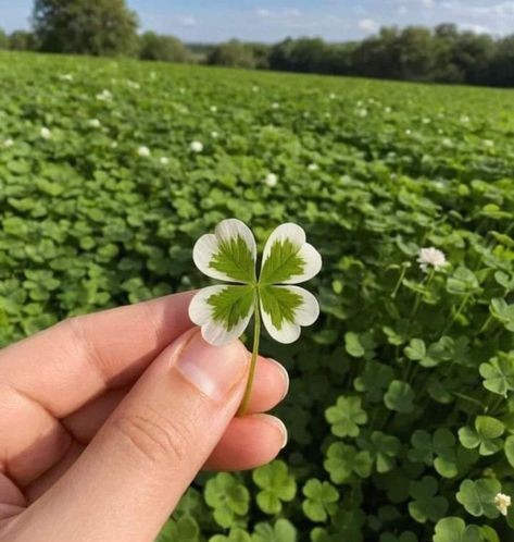 오늘도 그대를 위한 네잎클로버🍀🍀