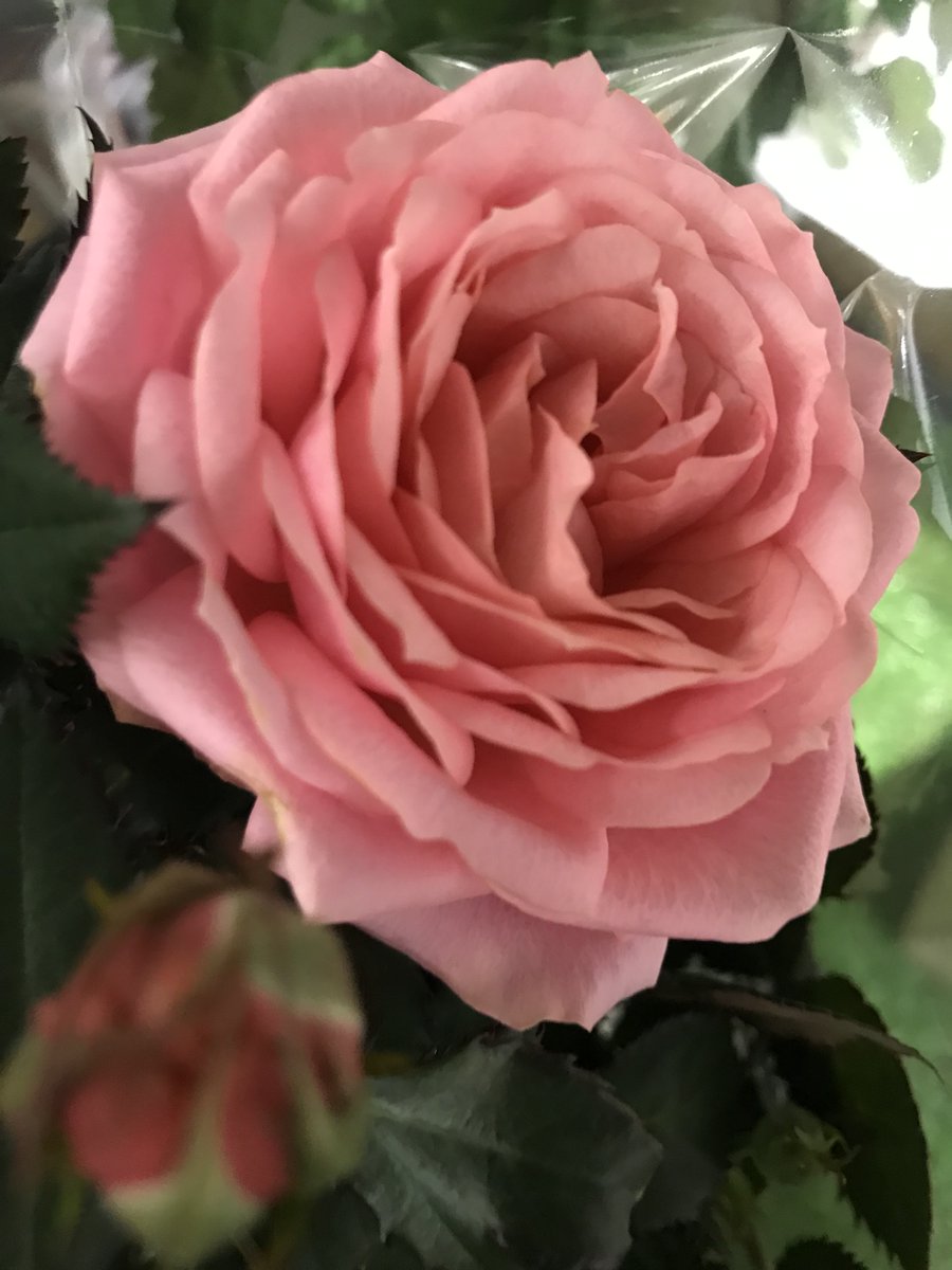 .

May your heart be blessed   
  and know the beauty      
    of each day of your life. 
.

🩷

My rose