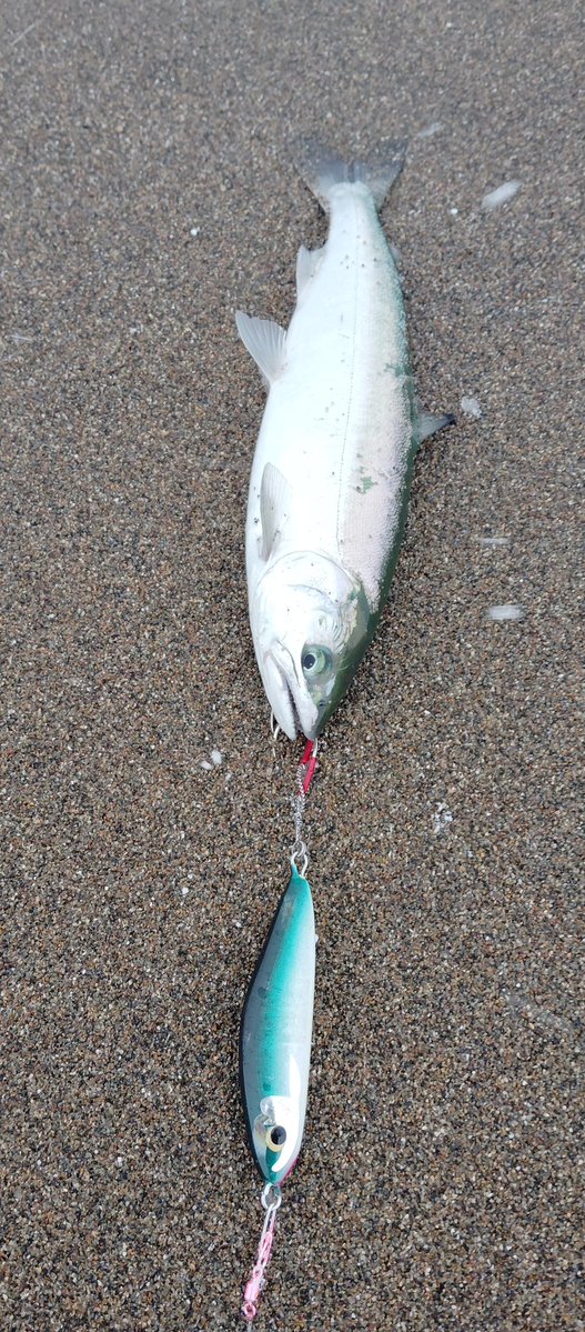 yudaya88987162's tweet image. 3ヒット、2ランド。小桜どころか芝桜みたいなのだったけど感謝してリリース。

今日は早巻きに好反応な日でした。