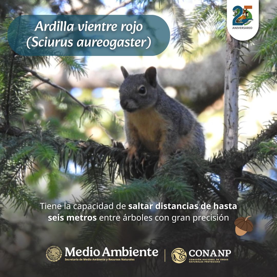 CONANP_mx's tweet photo. La dispersión de semillas es una de las principales funciones de las #Ardillas. 🐿️
Al esconder sus alimentos y olvidarlos crecen nuevas plantas, lo cual favorece la regeneración de los ecosistemas. 🌰🌱
Además ayudan a controlar plagas de insectos. 🦗🪲🐛
#SomosNaturaleza 🌲 https://t.co/Pl5BEKAsFT