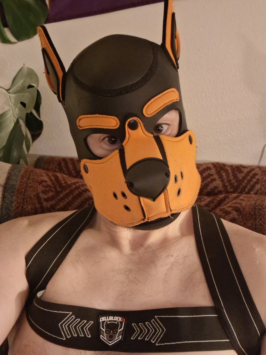 PupAuto's tweet image. Great full for my pup friends that let me pup out in thier gear until I can replace my stolen hood and gear. Im more natural hooded up then not. And a very playful pupp! Awrooo