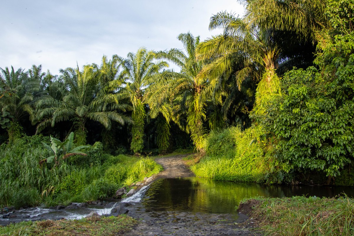 La producción de la palma de aceite en Guatemala promueve una ruta de sostenibilidad a nivel nacional a través de #Grepalma.
liberalgt.com/la-ruta-de-la-…