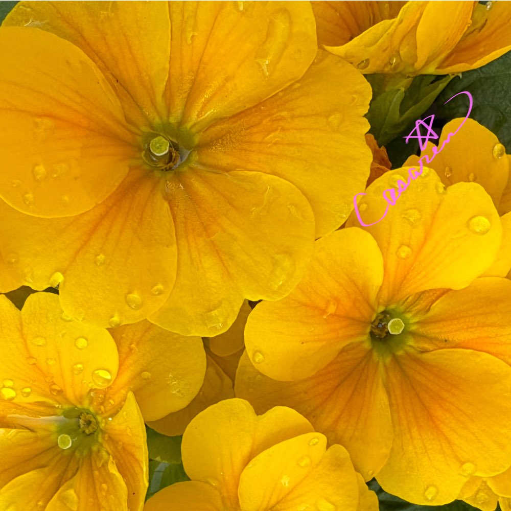 ryu ryu 🍥 ❌No DMs please🍥🐯🎹🎸 fx 🍚🌼🍺… (@ryuryu20981567