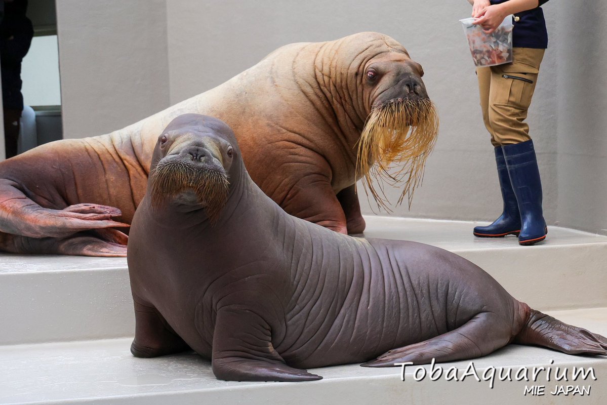 【セイウチ水槽 一般公開のお知らせ】
本日よりセイウチ飼育展示水槽の一部を一般公開します。これにより、『ツララ』と同居し元気にプールで泳ぐ『いちこ』の様子もご覧いただけます。
なお、水槽付近は一部立入不可となっております。 #鳥羽水族館 #セイウチ 

詳細はこちら aquarium.co.jp/topics/260121_…