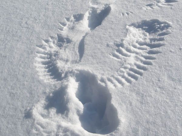 Owls create snow angel imprints while hunting in winter when they swoop down to catch mice or squirrels