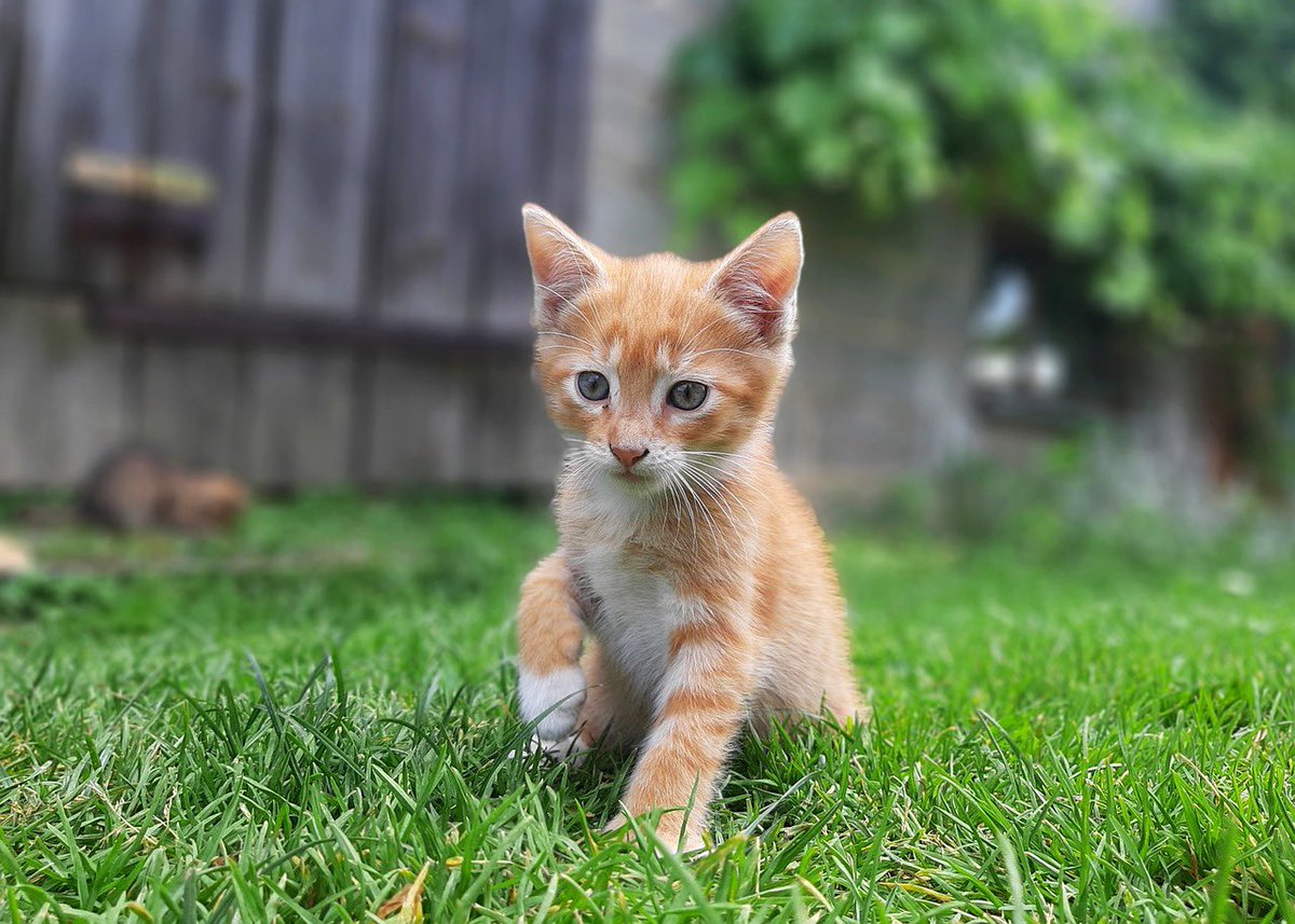 Cat morning🌺🌸🌺🌸🌸🌺🌺🌺