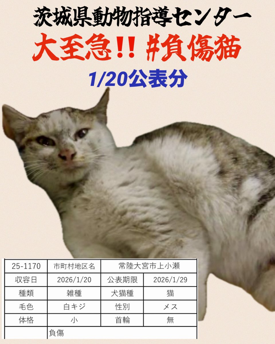 🆘♦️🆘♦️🆘
大至急‼️ 負傷猫
負傷猫さんが収容です
ボラ様のお話では多分まだ子猫のようです
痩せてるようには見えないけど、状態が心配
ご存知の方、いらっしゃいませんか
協力お願い致します🙇🏼‍♀️

♦️お願い
完全室内で飼育してください
お外は危険がいっぱいです！
不妊手術の徹底をお願いします