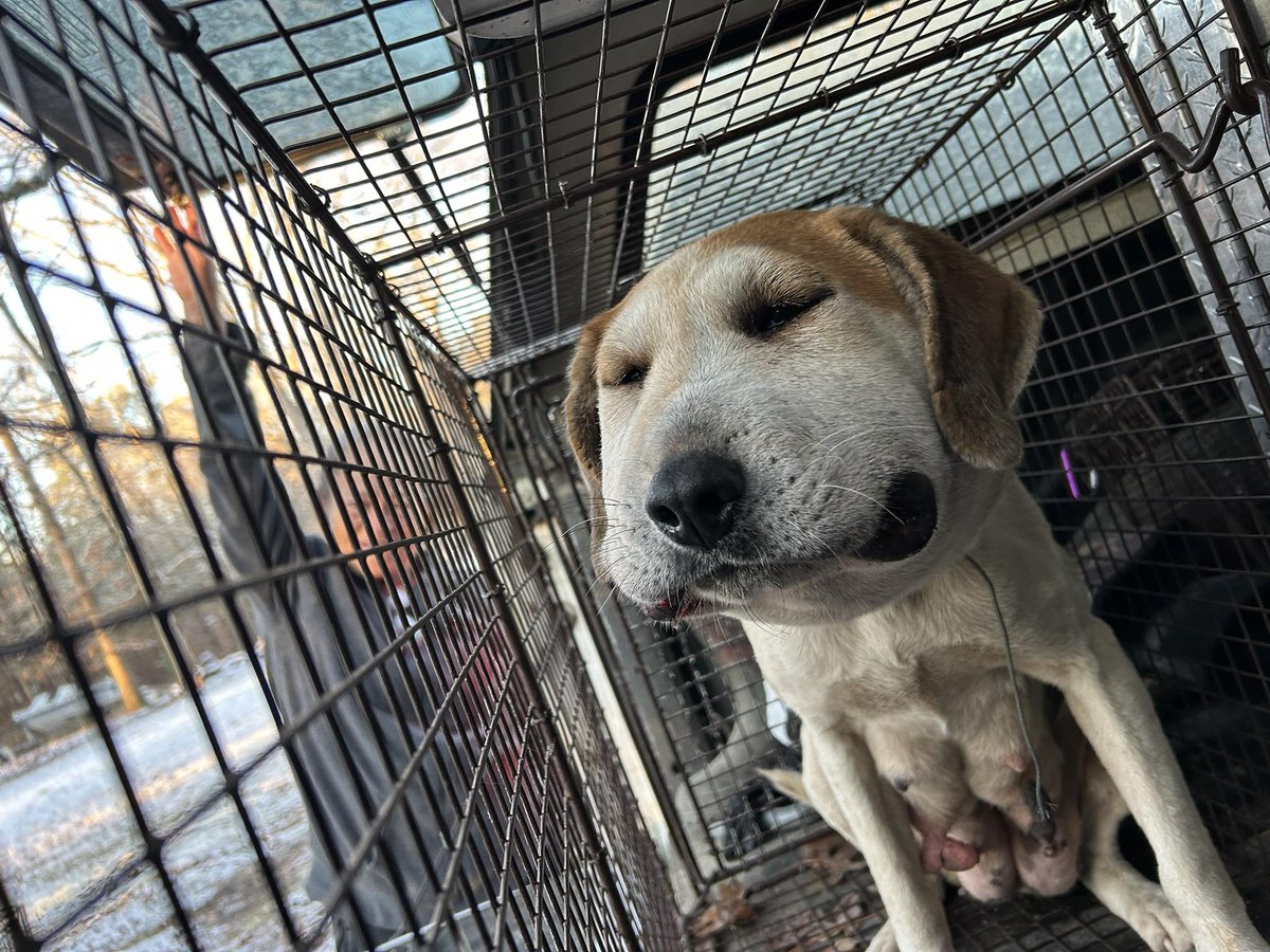 RealPaulMueller's tweet image. 🚨 Wanted: Help find who did this to a pregnant dog

In New Kent County, Virginia.

A severely emaciated, pregnant dog was found with a wire wrapped so tightly around her neck it caused serious swelling and breathing damage. The treating veterinarian believes it was intentional.…