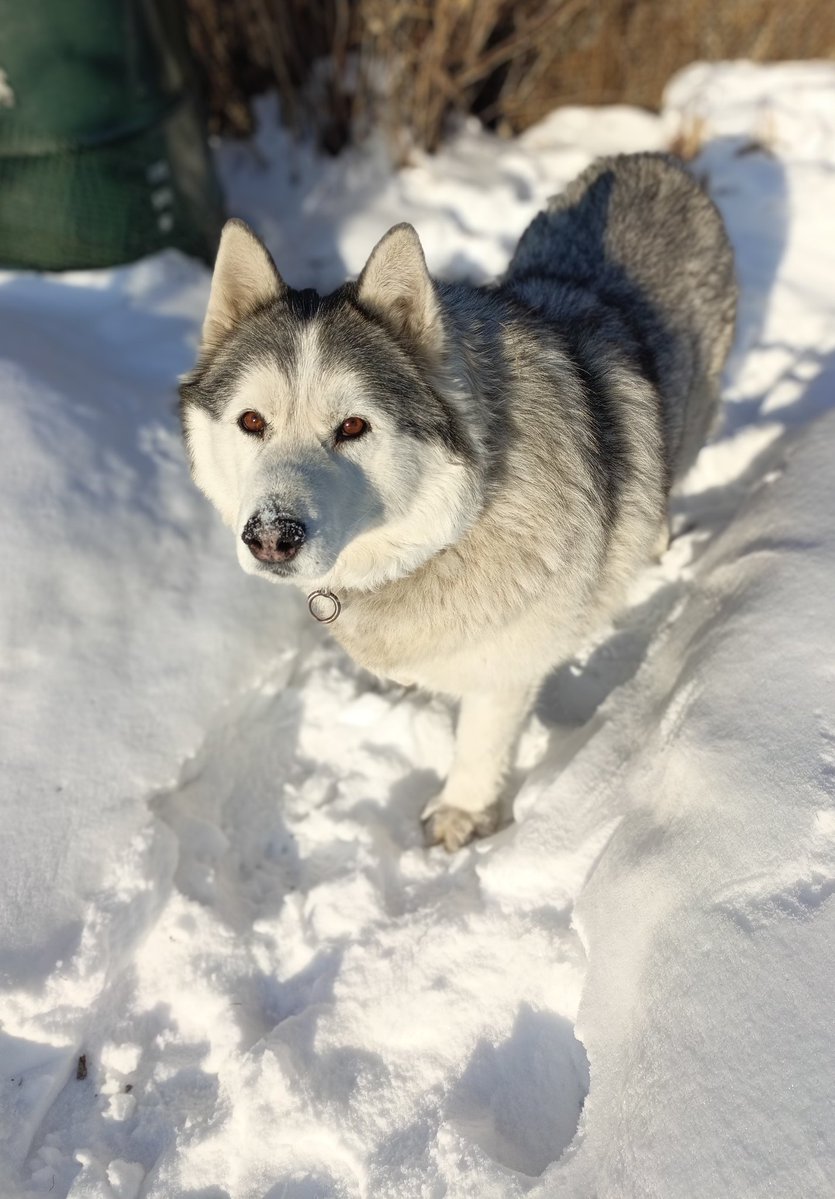 quick_spinch's tweet image. Пухлому не холодно. Это радует.