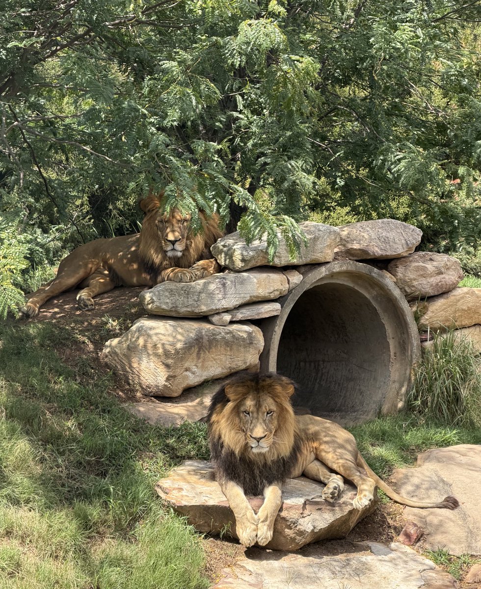 1st time at <a href="/TheSydneyZoo/">Sydney Zoo</a> , beautiful place.

🫶🏼🦏