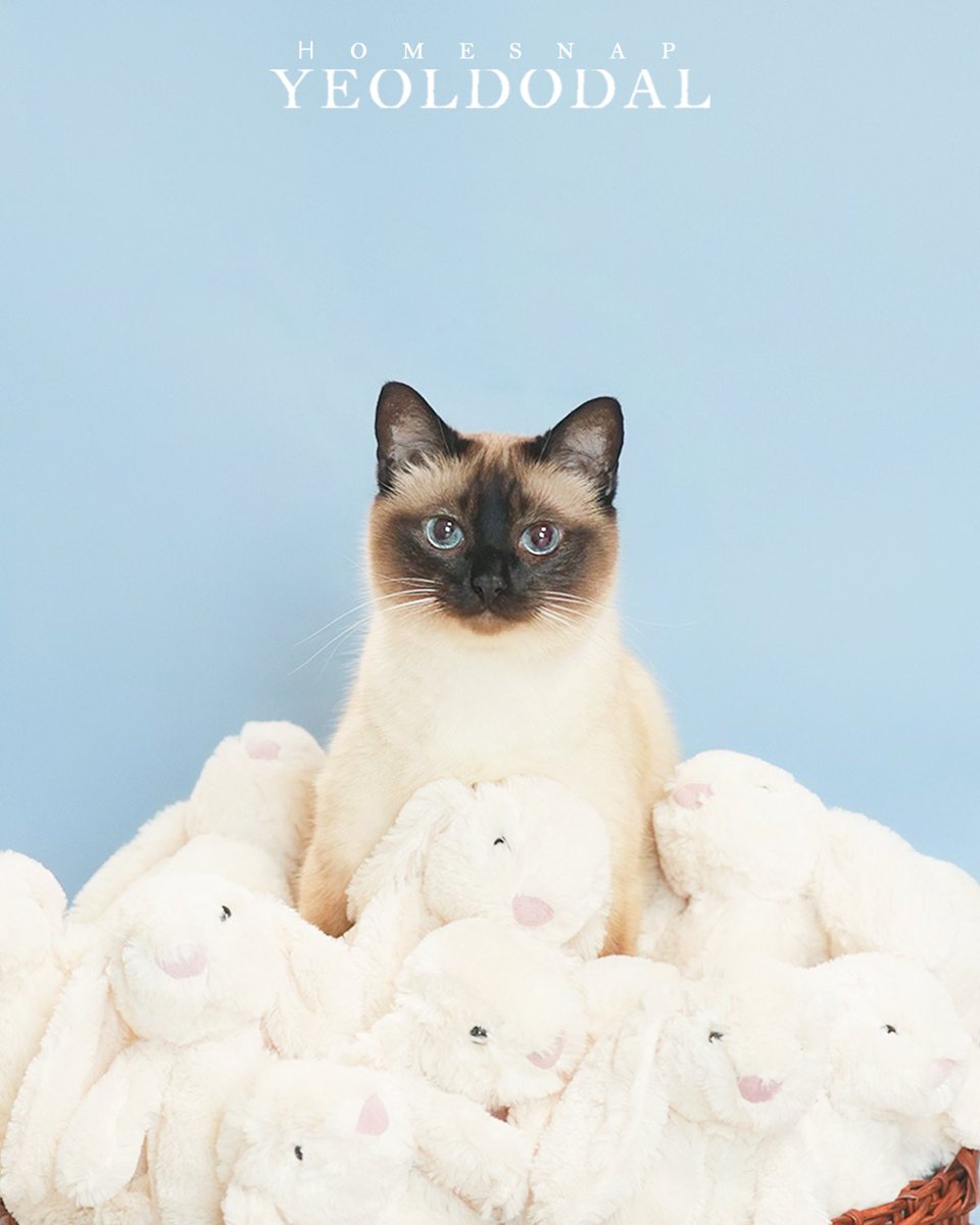 앵알이 사진의 비밀 풀어드릴게요
"사진관, 열두달"에서 저희 집으로 방문 촬영 와주셨고 앵알이는 묘델답게 가만히 앉아서 사진찍었어요! 합성 아님!