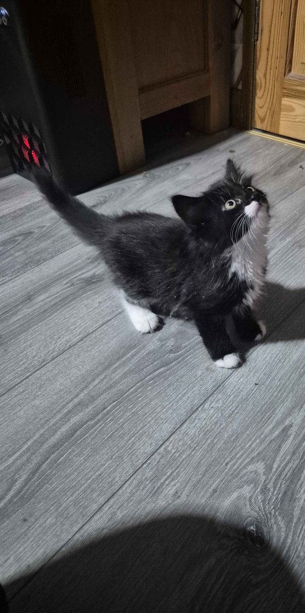 Emojojojo's tweet photo. We all know I don't tweet much but I think it's time for everyone to meet Sylvie (actually Sylvanas) https://t.co/ljftJMLHiM