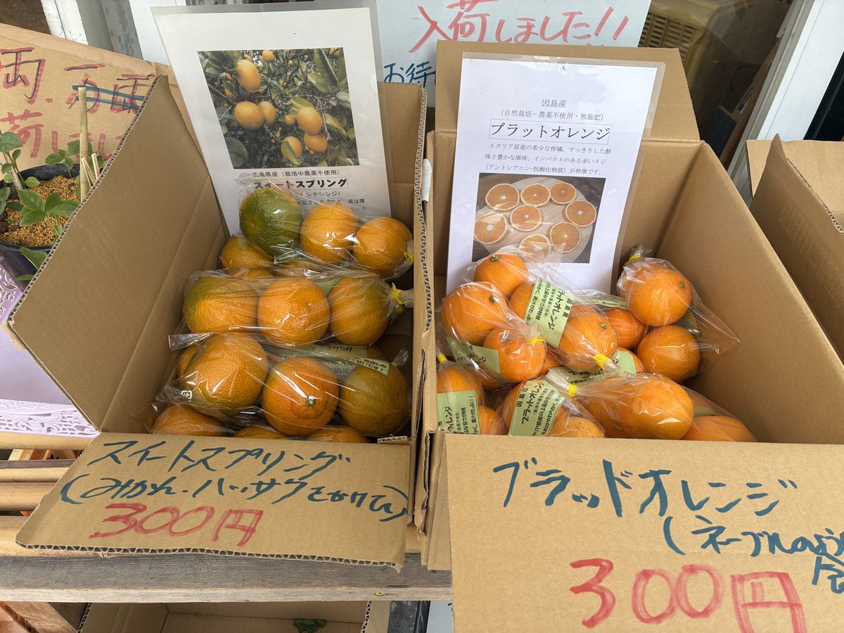 変わった柑橘が入荷しました。 スイートスプリングはみかんとはっさく