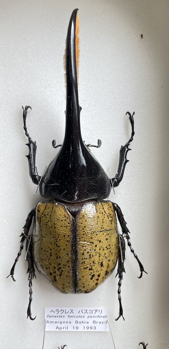 今日の逸品！ DHパスコアリ ブラジル産 (Dynastes hercules paschoali