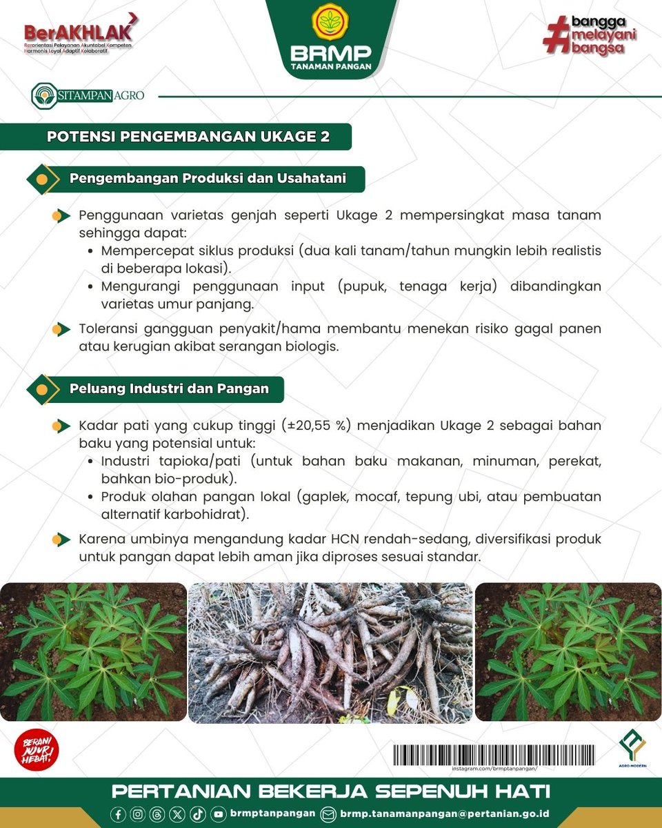 brmptanpangan's tweet photo. Hai Sobat BRMP, Tahukah kamu?
UKAGE 2 adalah salah satu varietas ubi kayu yang dikenal berumur genjah, memiliki potensi hasil umbi tinggi, serta kandungan pati yang melimpah. Yuk, simak infografis berikut!
#AgroModern #BRMP #Kementan #BRMPTP https://t.co/NFVIAqlQCz