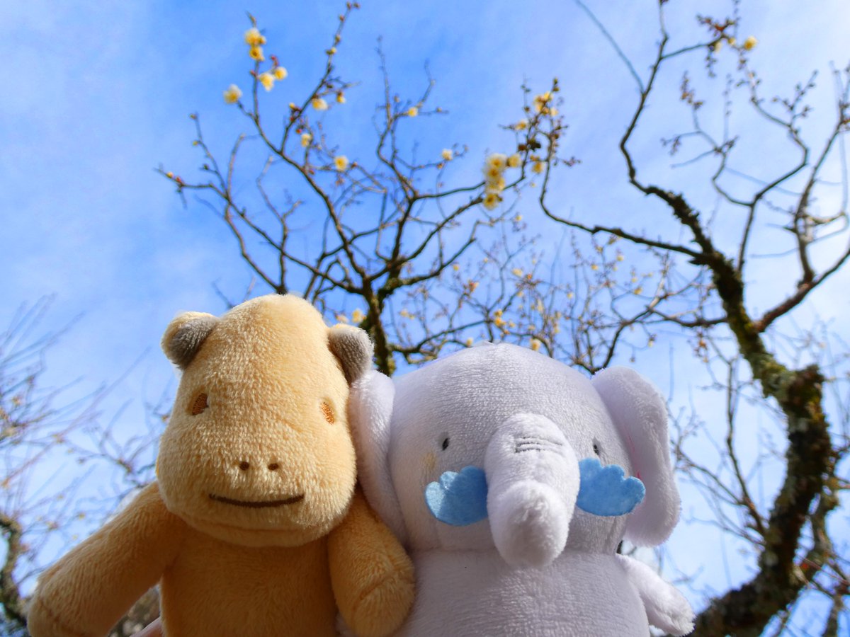 narahaku_PR's tweet photo. ＼#ざんまいず 冬のおでかけ❄️／

ここは奈良博の南側にある片岡梅林🦌
はにわんことしろぞーが、咲き始めた梅の花を見つけたよ🌸

「ちいさな花、かわいいね✨」
「満開になるのがたのしみだね♪���

#奈良国立博物館 https://t.co/5eSvbjla9Z