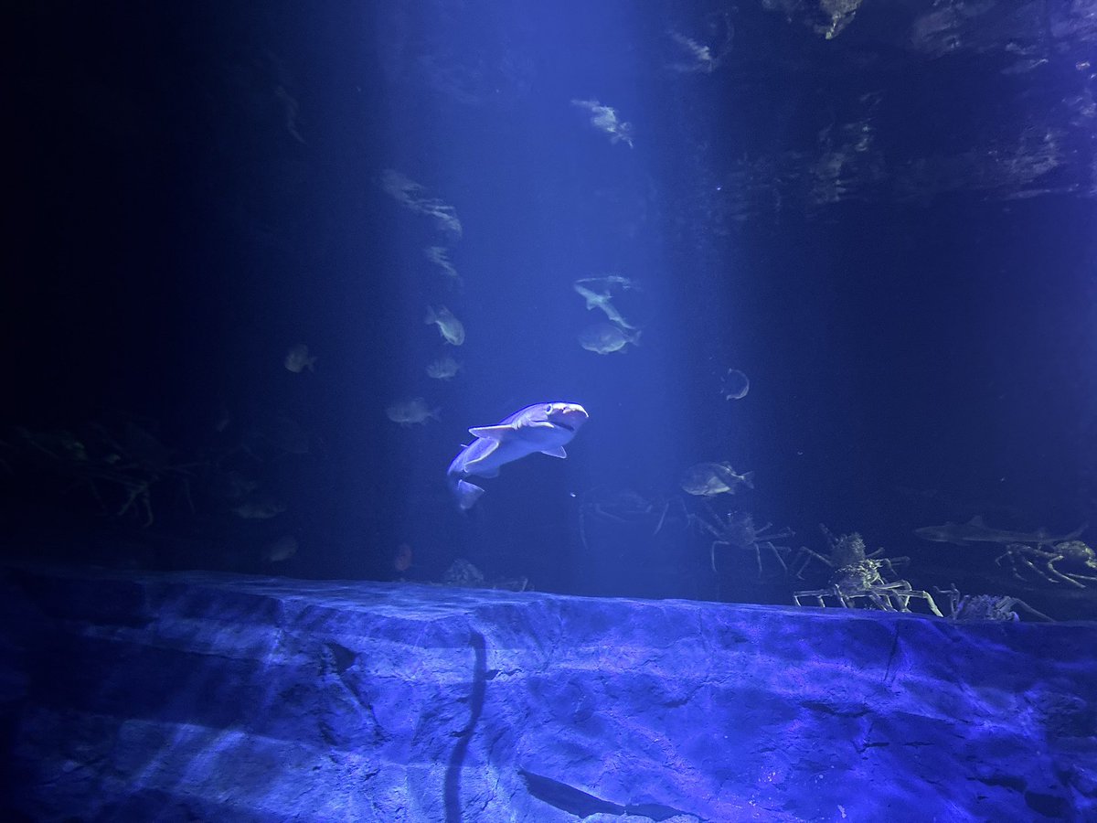 Lieto3282's tweet photo. とても美しかった
昨日めっちゃ粘った
 #カグラザメ #たけすい竹島水族館 https://t.co/footFKSzYB