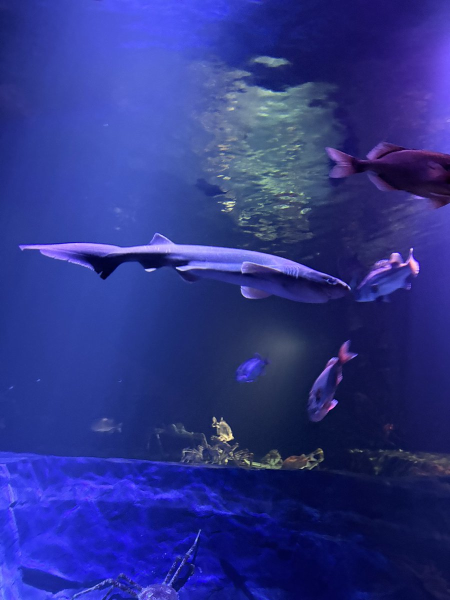 Lieto3282's tweet photo. とても美しかった
昨日めっちゃ粘った
 #カグラザメ #たけすい竹島水族館 https://t.co/footFKSzYB