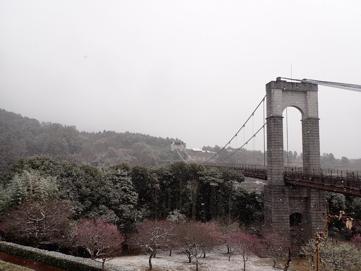 HadanoVC's tweet image. 8時40分の気温　1.2度　雪
朝から雪が降っています。
山々は雲に隠れて見えません。
秦野戸川公園内に咲き始めたカワヅザクラにも積もり始めました。
山小屋さんSNSの積雪情報です。
塔ノ岳　1センチ弱（８時頃）
丹沢山　1センチ（７時頃）
登山を計画される方は今後の積雪情報にご注意ください。