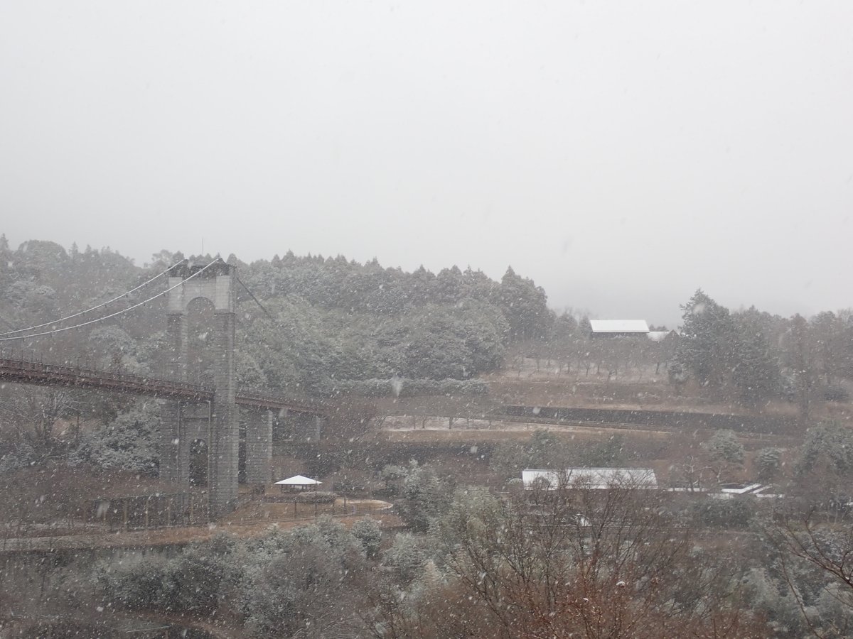 HadanoVC's tweet image. 8時40分の気温　1.2度　雪
朝から雪が降っています。
山々は雲に隠れて見えません。
秦野戸川公園内に咲き始めたカワヅザクラにも積もり始めました。
山小屋さんSNSの積雪情報です。
塔ノ岳　1センチ弱（８時頃）
丹沢山　1センチ（７時頃）
登山を計画される方は今後の積雪情報にご注意ください。