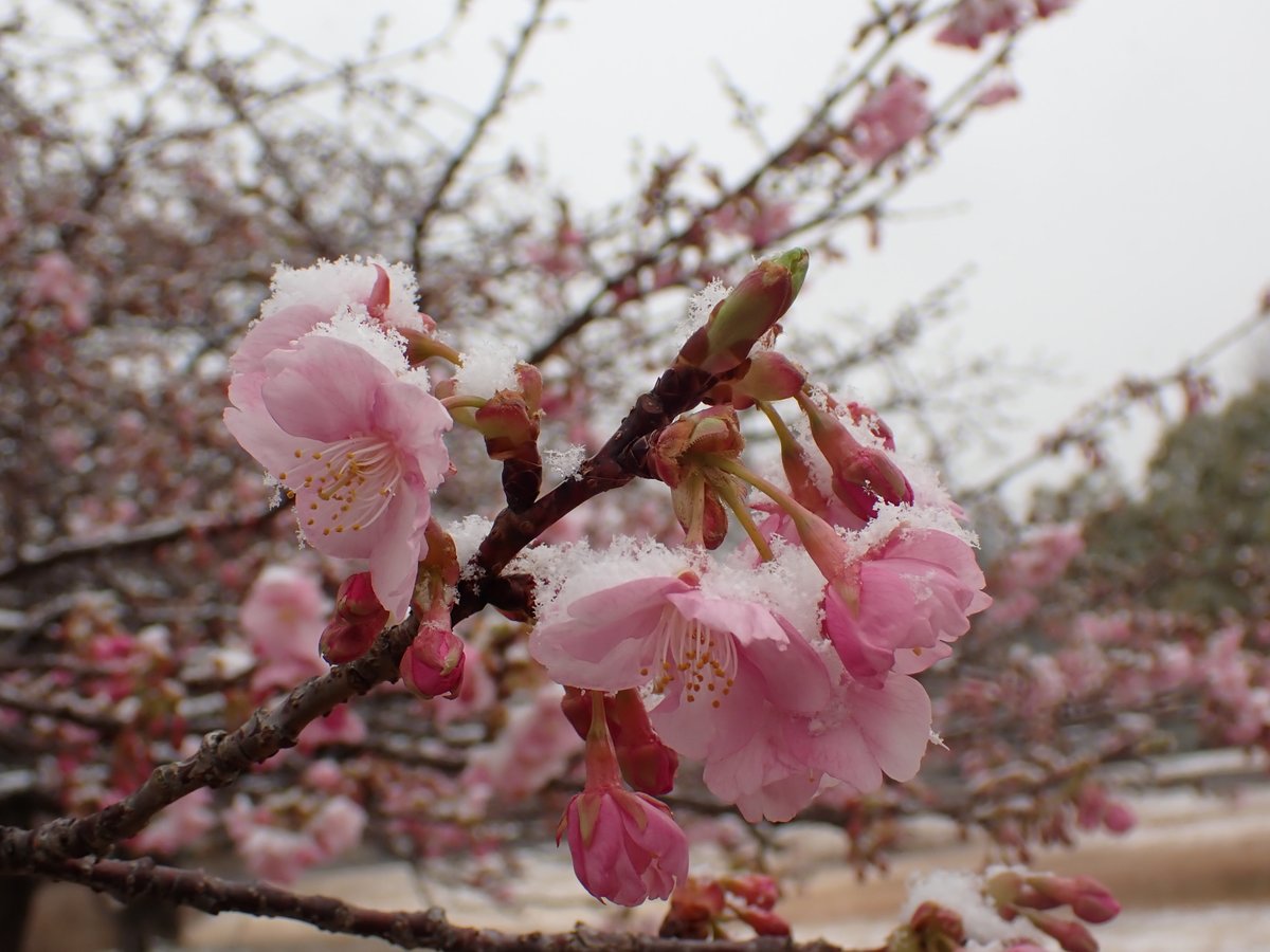 HadanoVC's tweet image. 8時40分の気温　1.2度　雪
朝から雪が降っています。
山々は雲に隠れて見えません。
秦野戸川公園内に咲き始めたカワヅザクラにも積もり始めました。
山小屋さんSNSの積雪情報です。
塔ノ岳　1センチ弱（８時頃）
丹沢山　1センチ（７時頃）
登山を計画される方は今後の積雪情報にご注意ください。