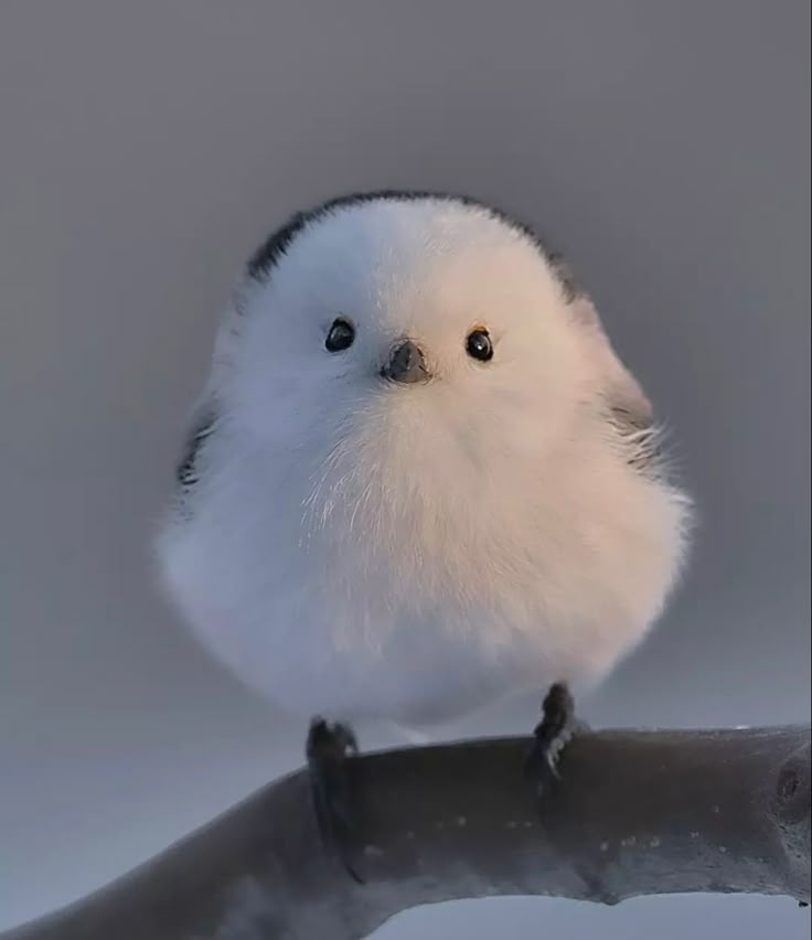 perita_2345's tweet image. 오묙눈이