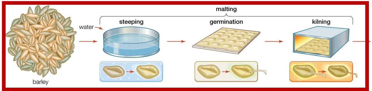 Factors to consider before begin a malt plant
1. Define your production capacity requirements
2. Stable sources of high quality grain raw materials
3. Malt product Categories