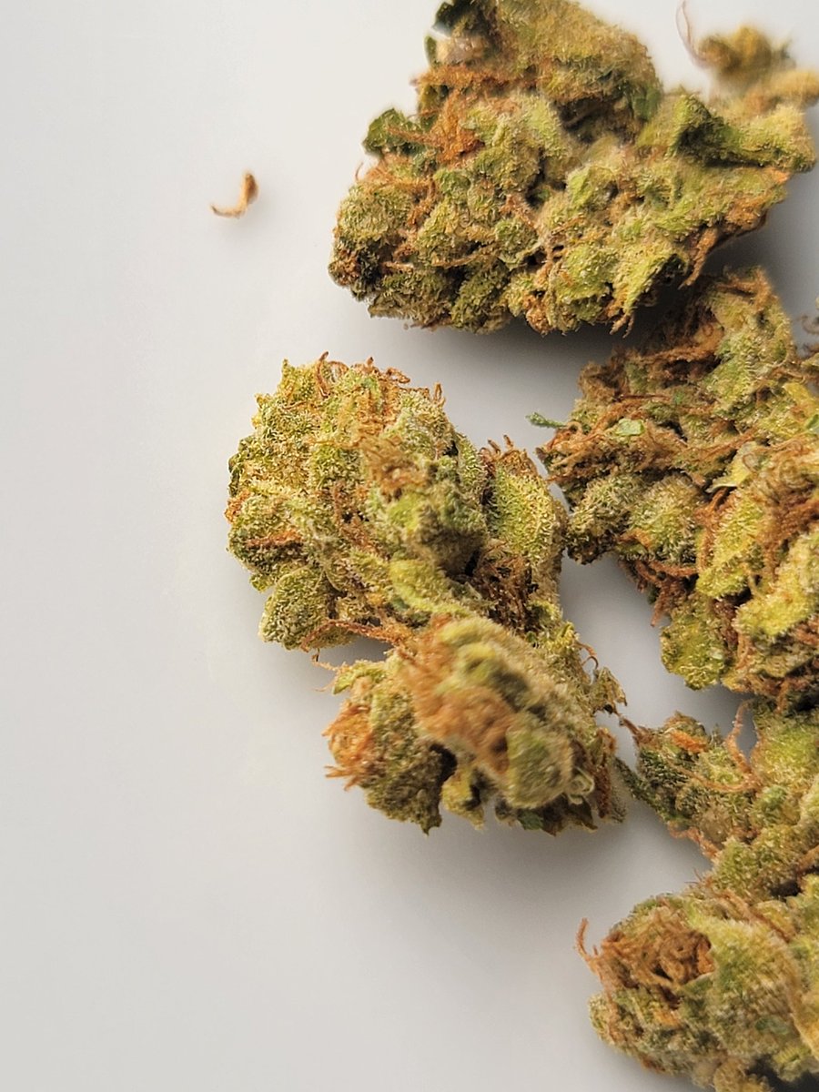 Vamos a regalar 4oz de nuestro Cultivo Greenhouse entre nuestros seguidores! 

Para participar solo debes dar RT y Like a este tuit. Anunciamos al ganador el próximo jueves!

Tendremos en promo toda la semana 4oz Greenhouse x 1400 envío nacional incluido ✨️