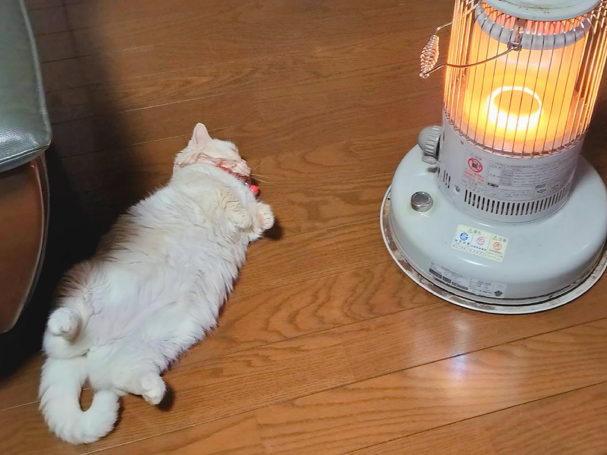 こだま (@codamax0324) / Posts / X